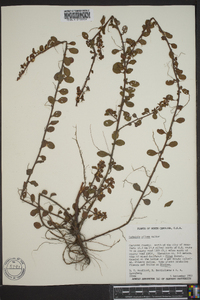 Ludwigia pilosa image