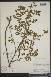 Ludwigia pilosa image