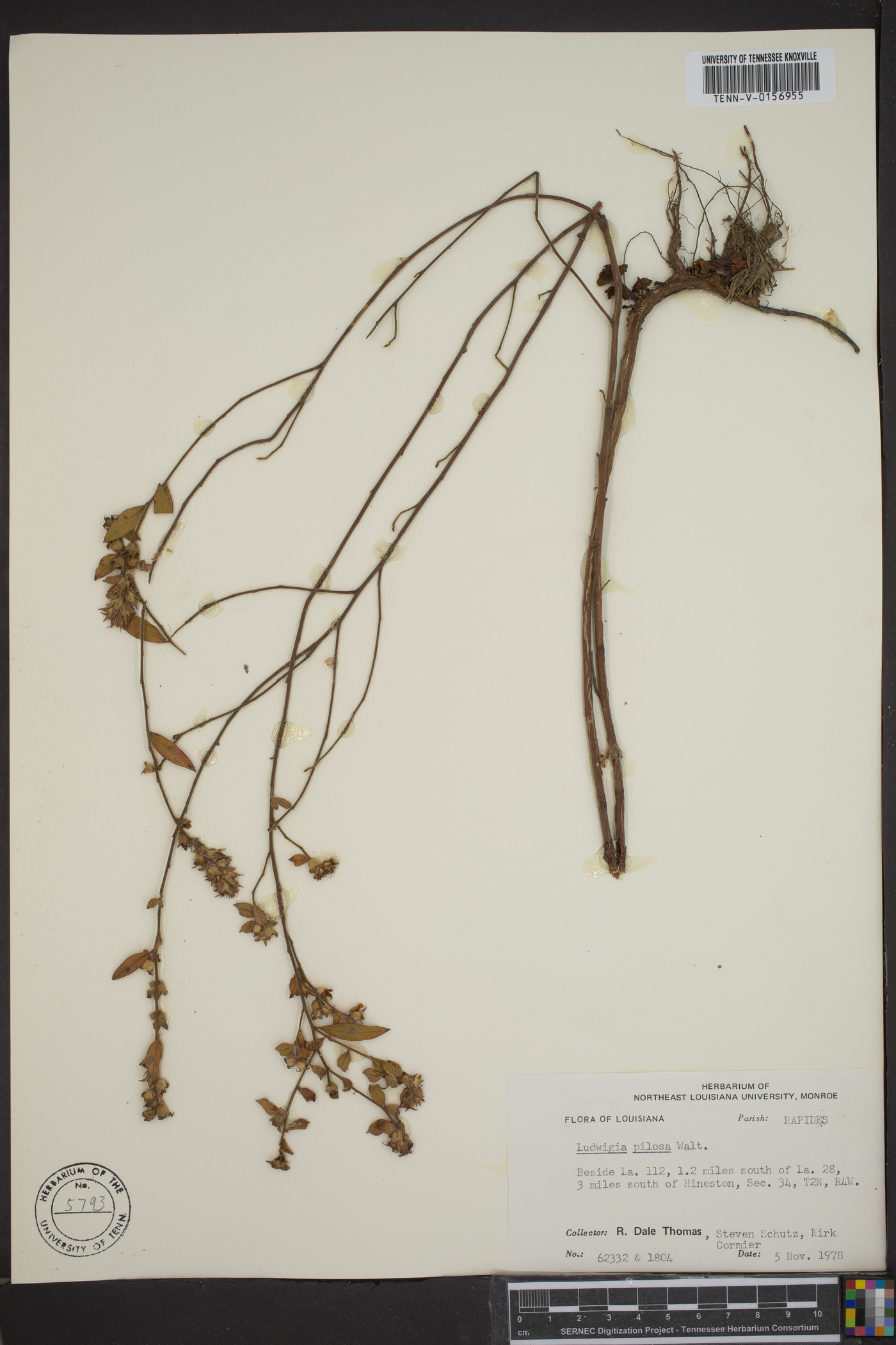 Ludwigia pilosa image