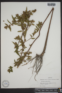 Ludwigia pilosa image