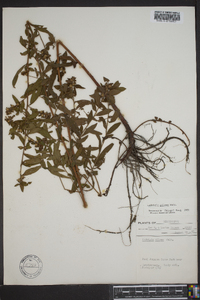 Ludwigia pilosa image