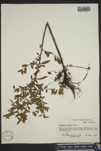 Ludwigia pilosa image