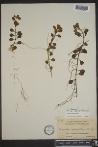 Ludwigia repens image