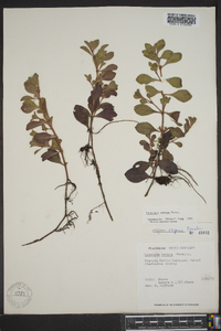 Ludwigia repens image