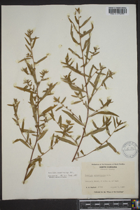 Ludwigia sphaerocarpa image