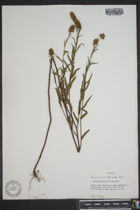 Ludwigia suffruticosa image