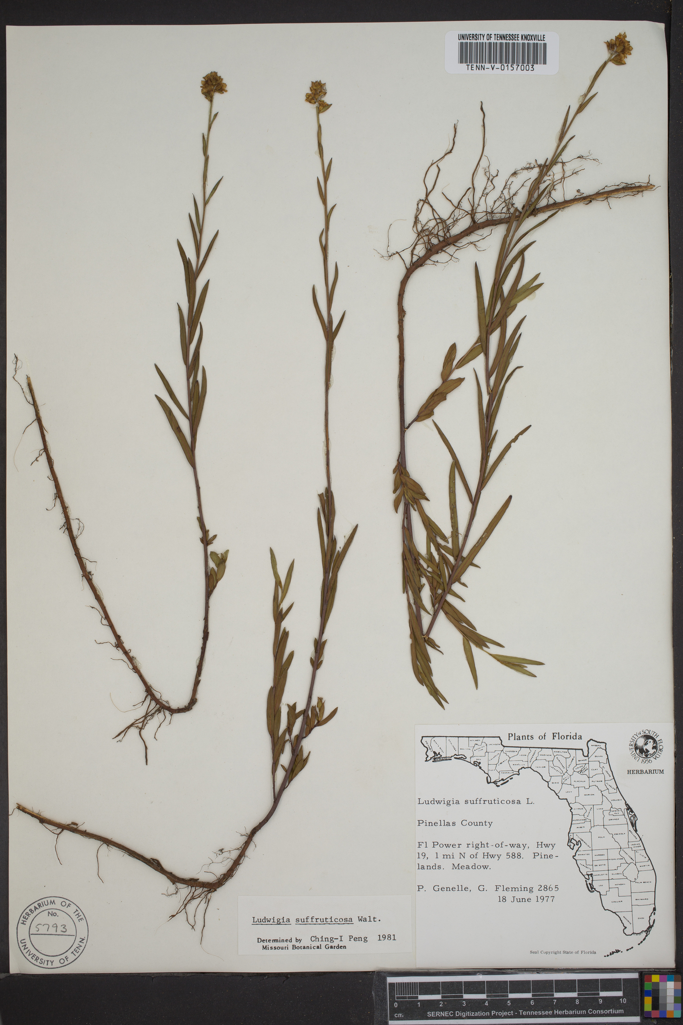 Ludwigia suffruticosa image