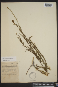 Ludwigia suffruticosa image