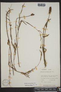 Ludwigia suffruticosa image