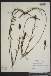 Ludwigia suffruticosa image