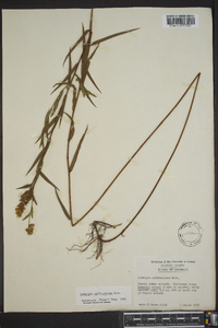 Ludwigia suffruticosa image