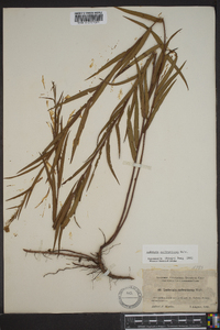 Ludwigia suffruticosa image