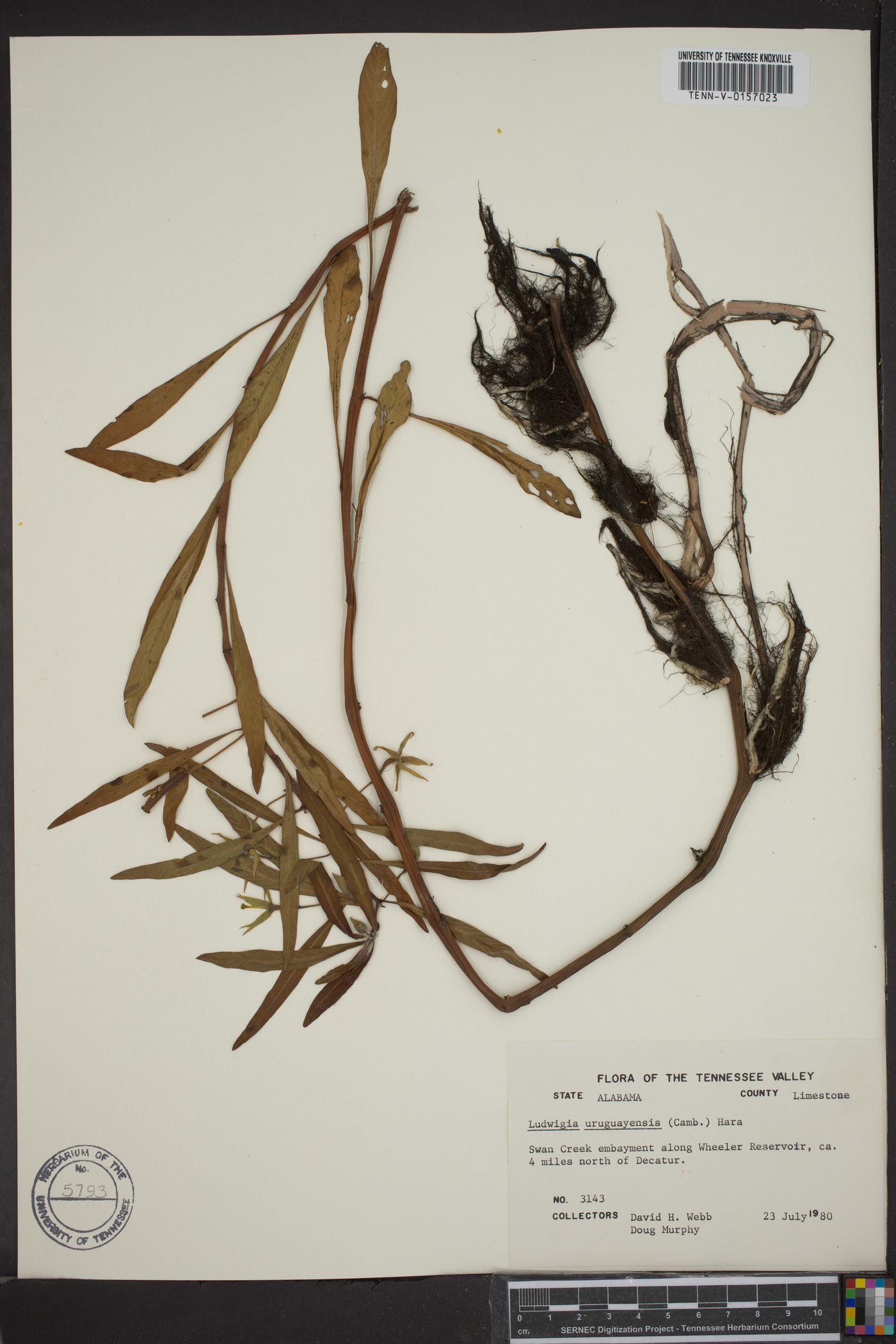 Ludwigia uruguayensis image