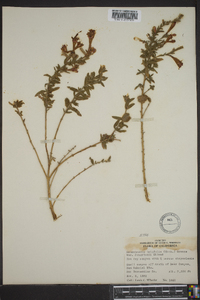 Epilobium canum image