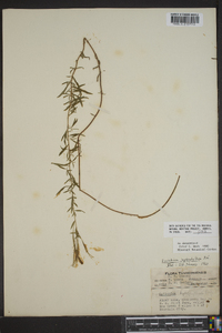 Epilobium leptophyllum image