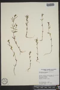 Epilobium foliosum image