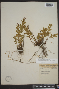 Epilobium glaberrimum subsp. fastigiatum image