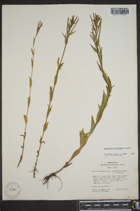 Epilobium halleanum image