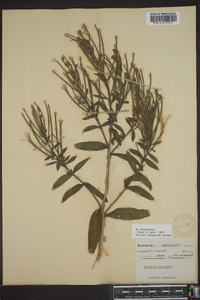 Epilobium halleanum image