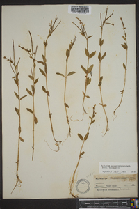 Epilobium hornemannii image