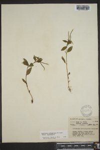 Epilobium hornemannii subsp. hornemannii image