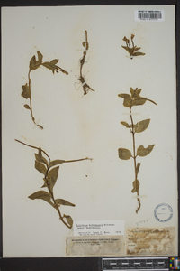 Epilobium hornemannii subsp. hornemannii image