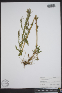 Epilobium hornemannii image