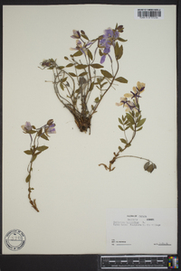 Chamerion latifolium image