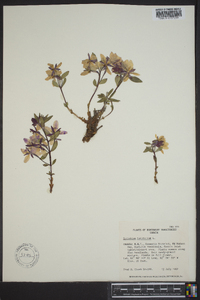 Chamerion latifolium image