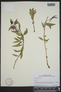 Chamerion latifolium image