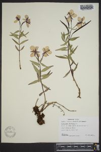 Chamerion latifolium image
