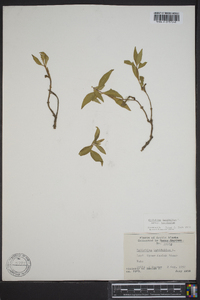 Chamerion latifolium image