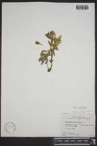 Chamerion latifolium image