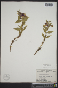 Chamerion latifolium image