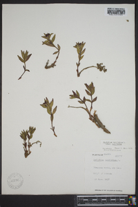 Chamerion latifolium image