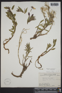 Chamerion latifolium image