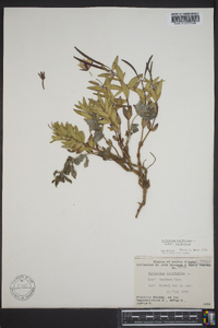 Chamerion latifolium image