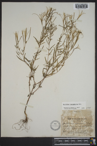 Epilobium leptophyllum image