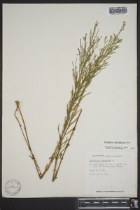 Epilobium leptophyllum image