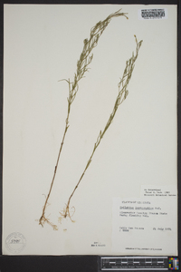 Epilobium leptophyllum image