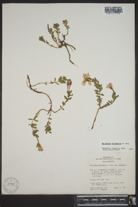 Epilobium obcordatum image