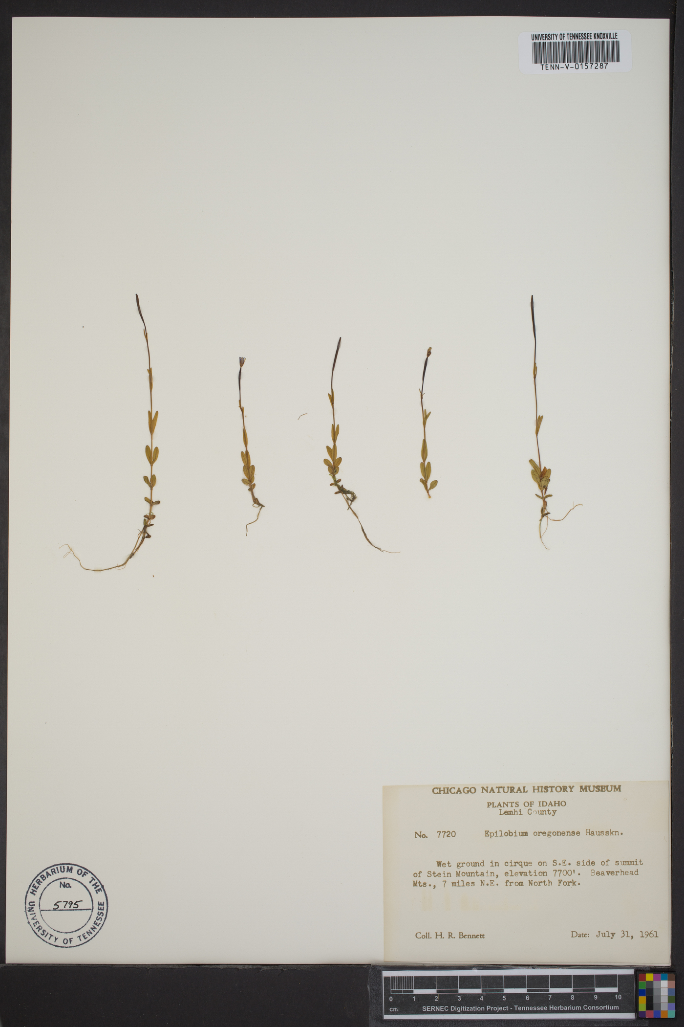 Epilobium oregonense image