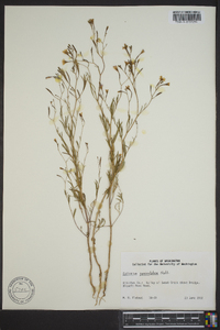 Epilobium brachycarpum image