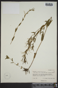 Epilobium saximontanum image