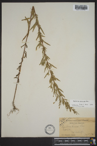 Epilobium saximontanum image