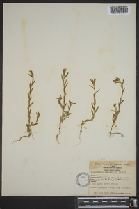 Epilobium densiflorum image