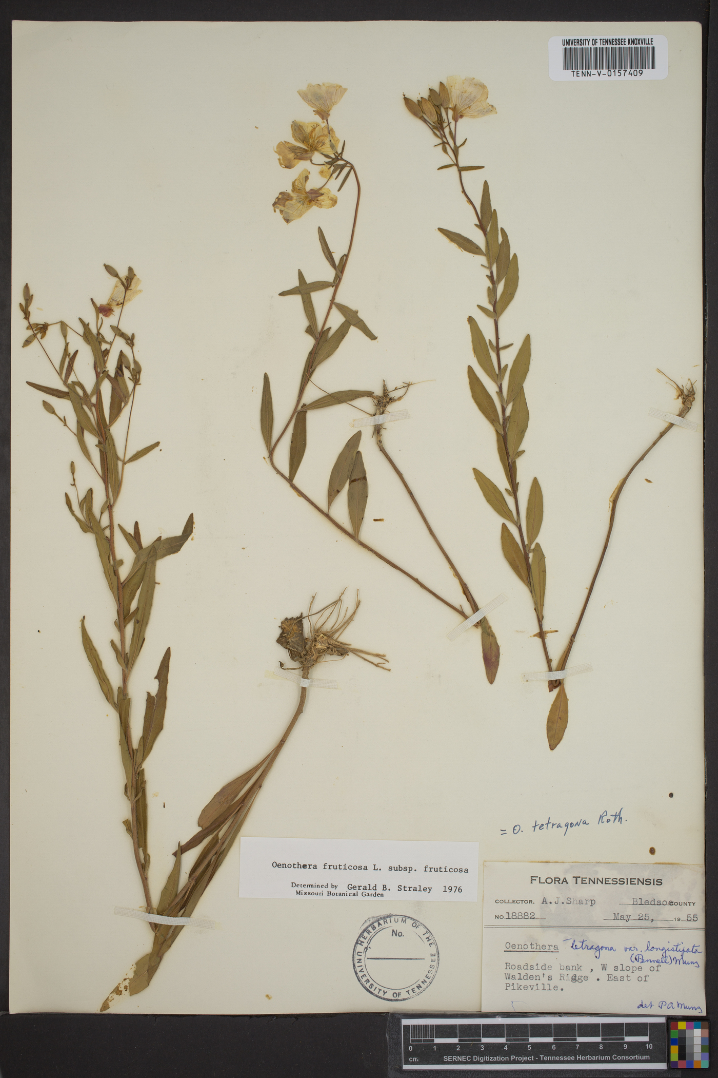 Oenothera fruticosa subsp. fruticosa image