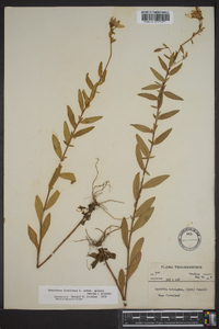 Oenothera fruticosa subsp. glauca image