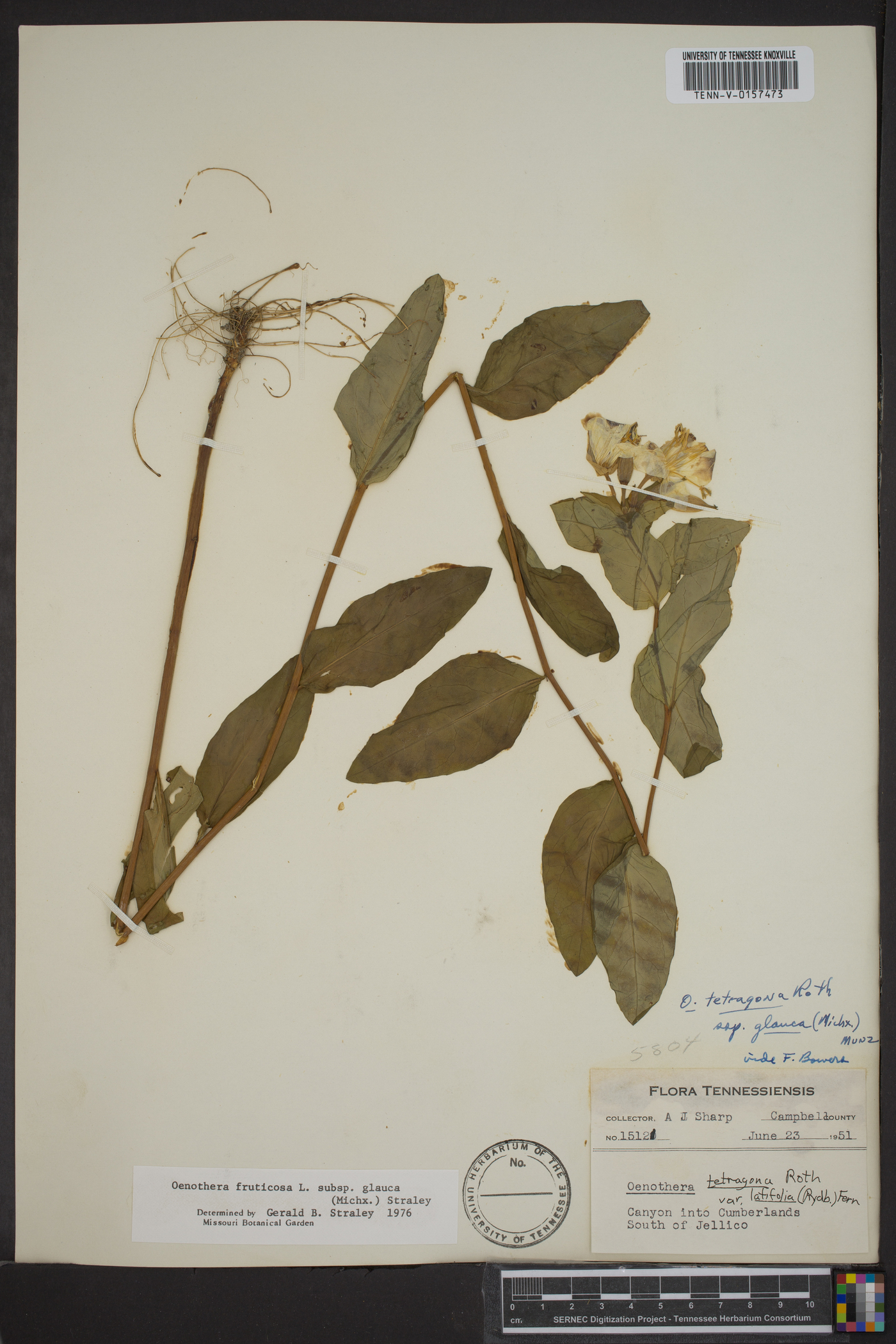 Oenothera fruticosa subsp. glauca image