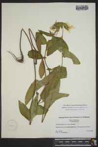 Oenothera fruticosa subsp. glauca image